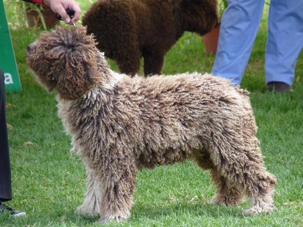 Cão de Água Espanhol