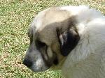 Cães