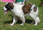 Cães