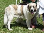 Cães