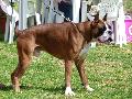 Boxer