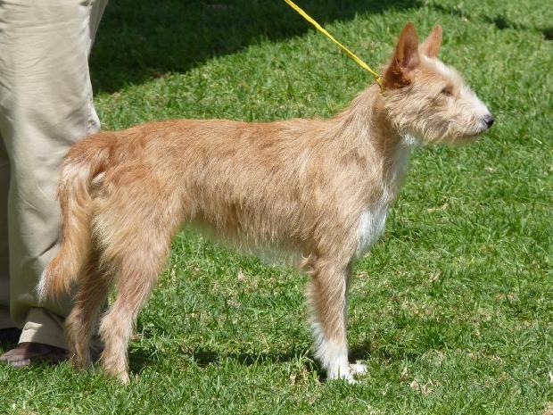 Podengo Português Médio de Pêlo Cerdoso