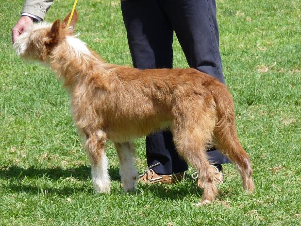 Podengo Português Médio de Pêlo Cerdoso