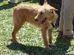 Cães