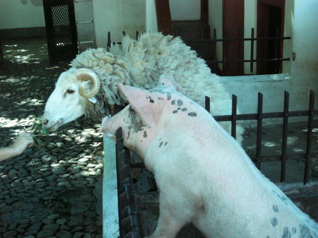Ovelha e porco (Portugal dos Pequeninos)