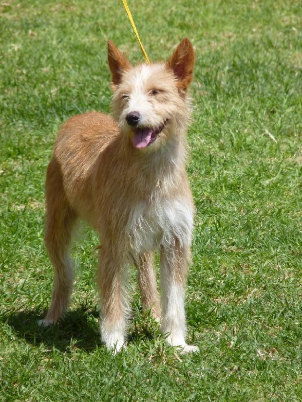 Podengo Português Médio de Pêlo Cerdoso