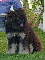 Cães