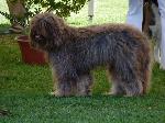 Cães
