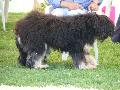 Cão da Serra de Aires