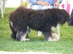 Cães