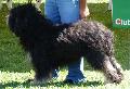 Cão da Serra de Aires