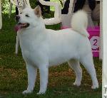 Cães
