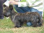 Cães