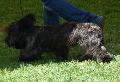 Skye terrier