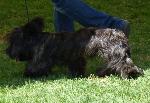 Cães