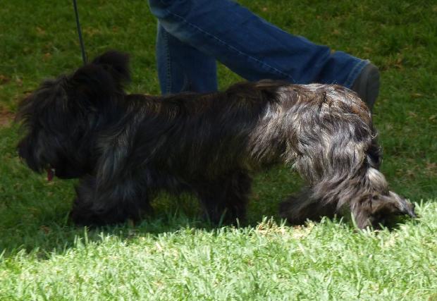 Skye terrier