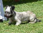 Cães