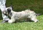 Cães