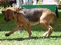 Cão de Santo Huberto