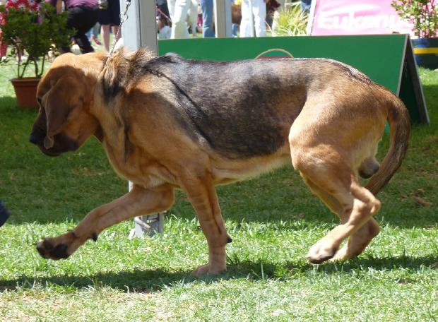 Cão de Santo Huberto