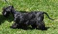 Terrier Checo