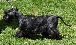 Cães