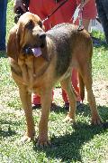 Cão de Santo Huberto