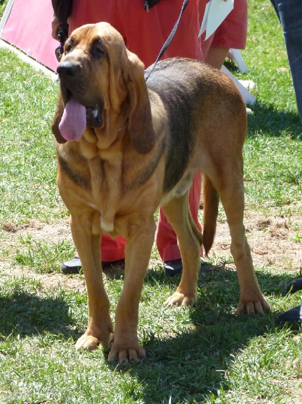 Cão de Santo Huberto