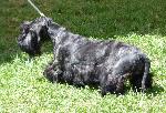 Cães