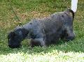 Terrier Checo