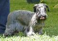 Terrier Checo