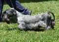 Terrier Checo