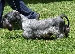 Cães