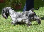 Cães