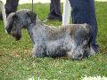 Terrier Checo