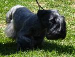 Cães