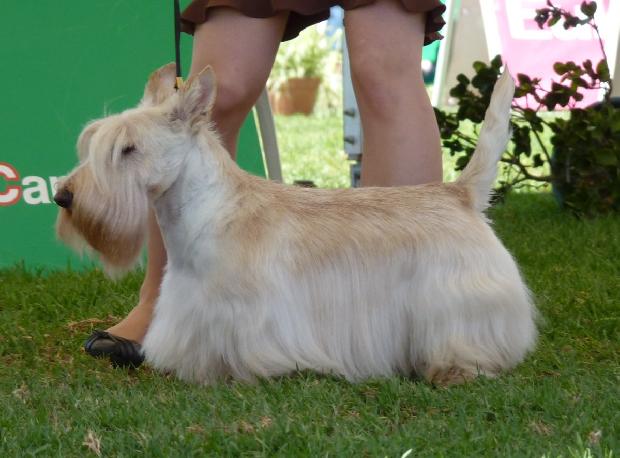 Scottish Terrier