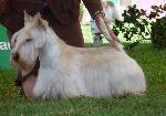 Cães