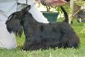 Scottish Terrier