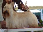 Cães