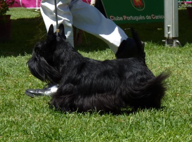 Scottish Terrier