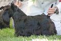 Scottish Terrier