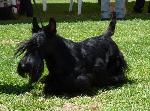 Cães