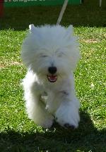 Cães