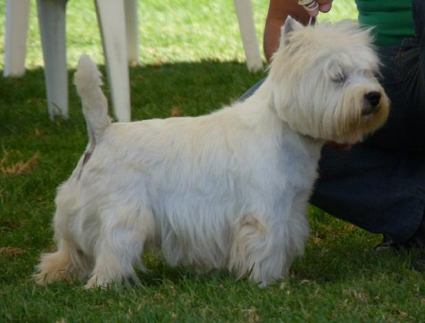 West Highland White Terrier