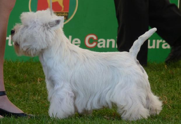 West Highland White Terrier