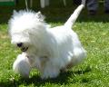 West Highland White Terrier