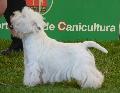 West Highland White Terrier