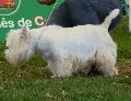 West Highland White Terrier