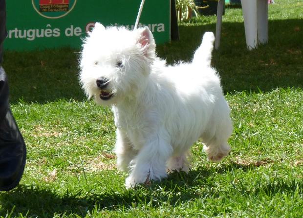 West Highland White Terrier